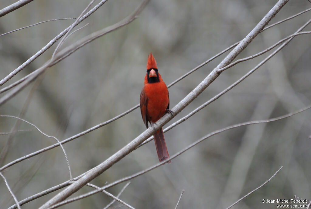 Northern Cardinal male adult