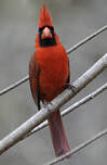 Cardinal rouge