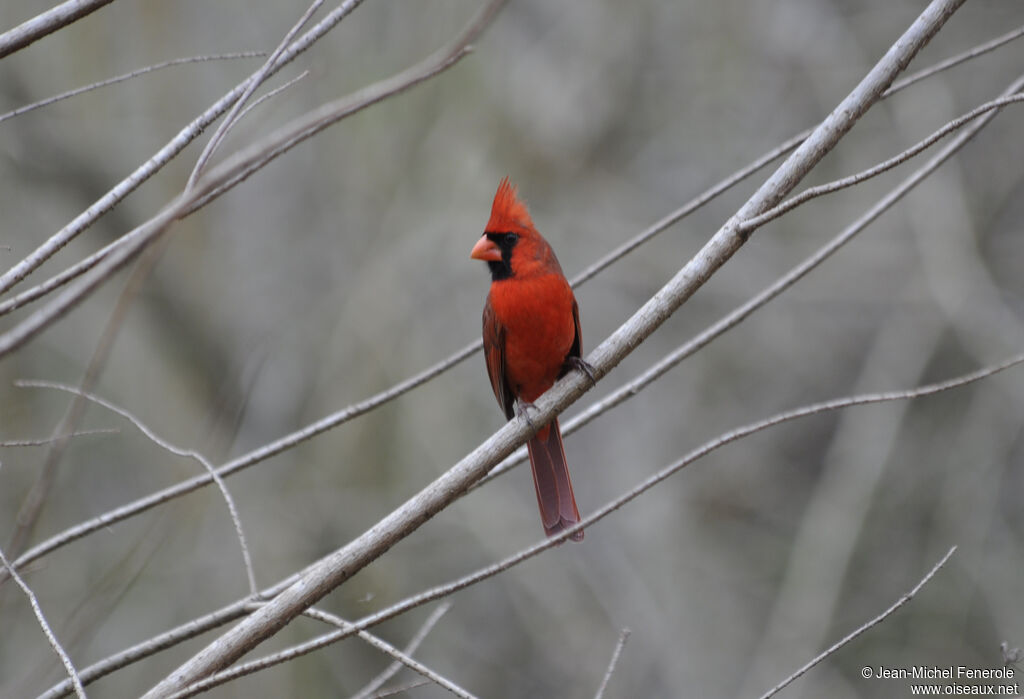 Cardinal rouge mâle adulte