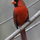Cardinal rouge