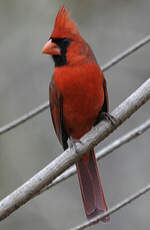 Cardinal rouge