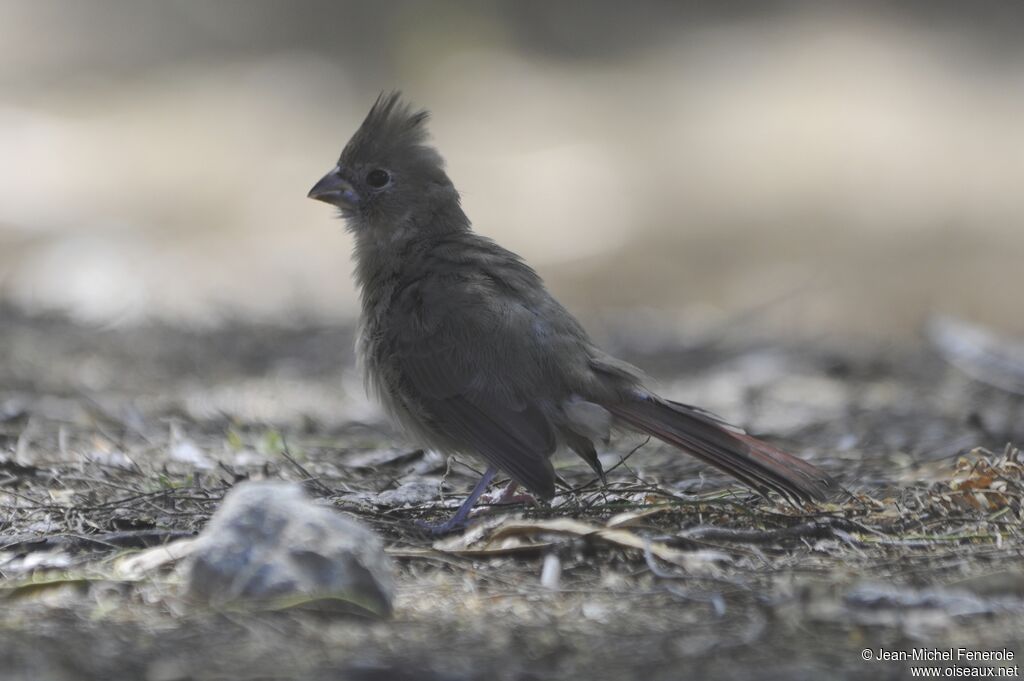 Cardinal rouge