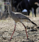 Red-legged Seriema