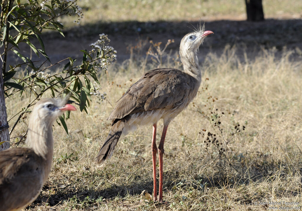 Red-legged Seriema 