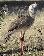 Red-legged Seriema