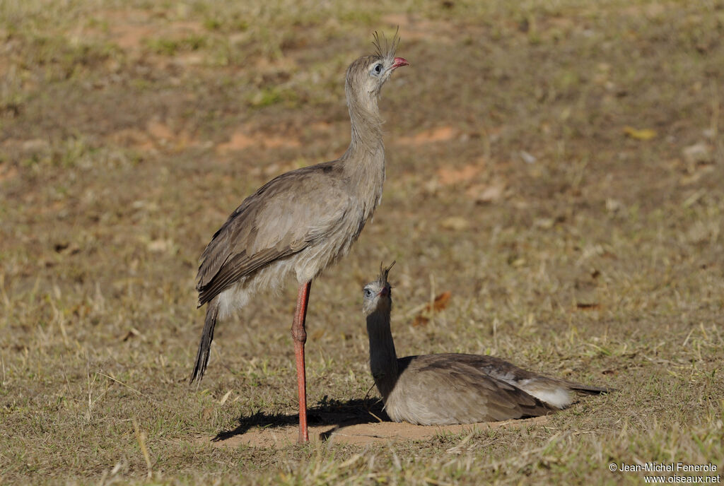 Red-legged Seriema 