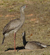 Red-legged Seriema