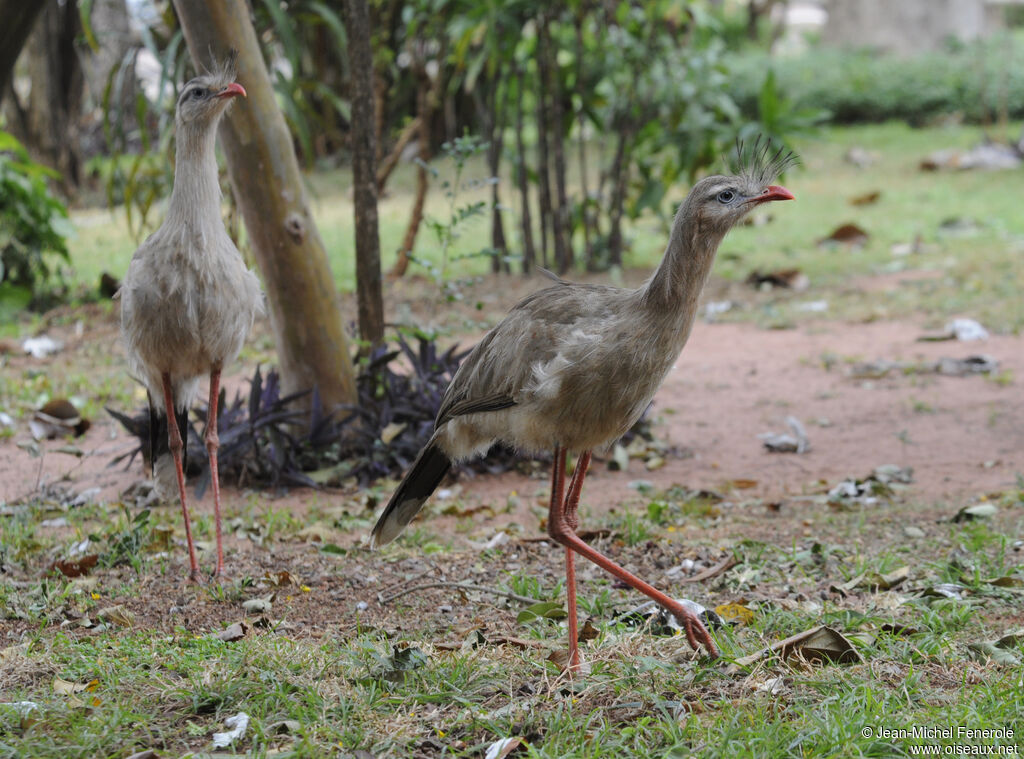 Cariama huppé