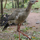 Cariama huppé