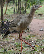 Red-legged Seriema