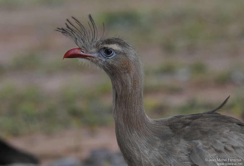 Red-legged Seriema