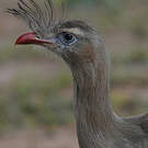 Cariama huppé