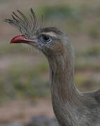 Red-legged Seriema