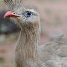 Cariama huppé
