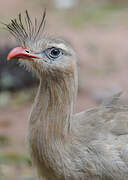 Red-legged Seriema