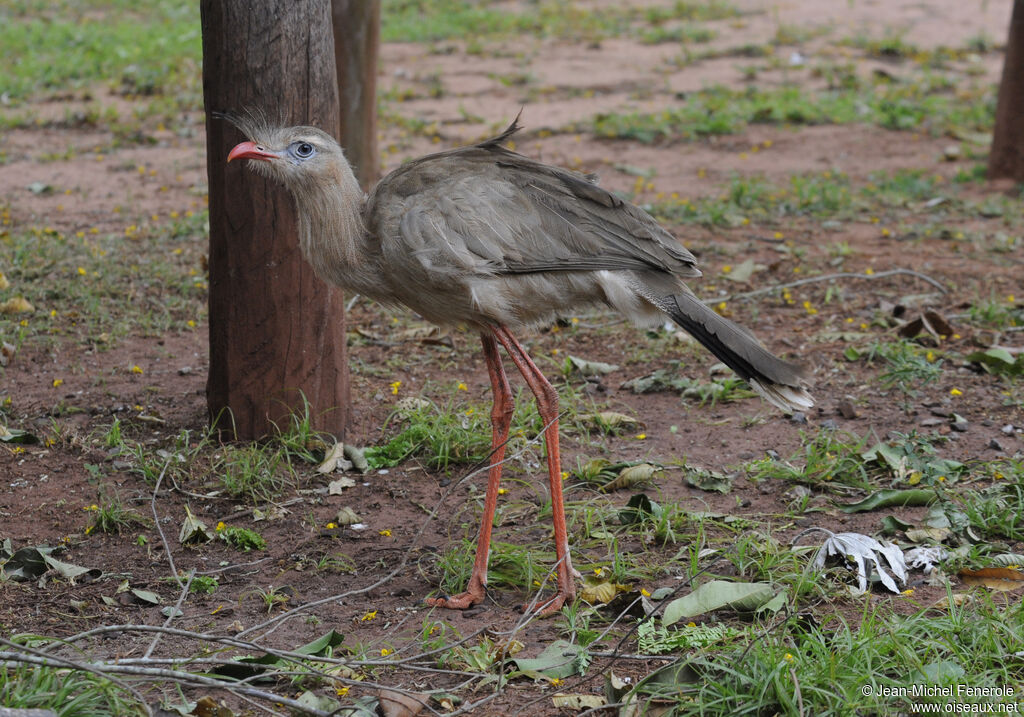 Red-legged Seriema