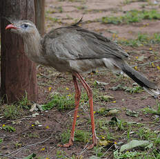 Cariama huppé