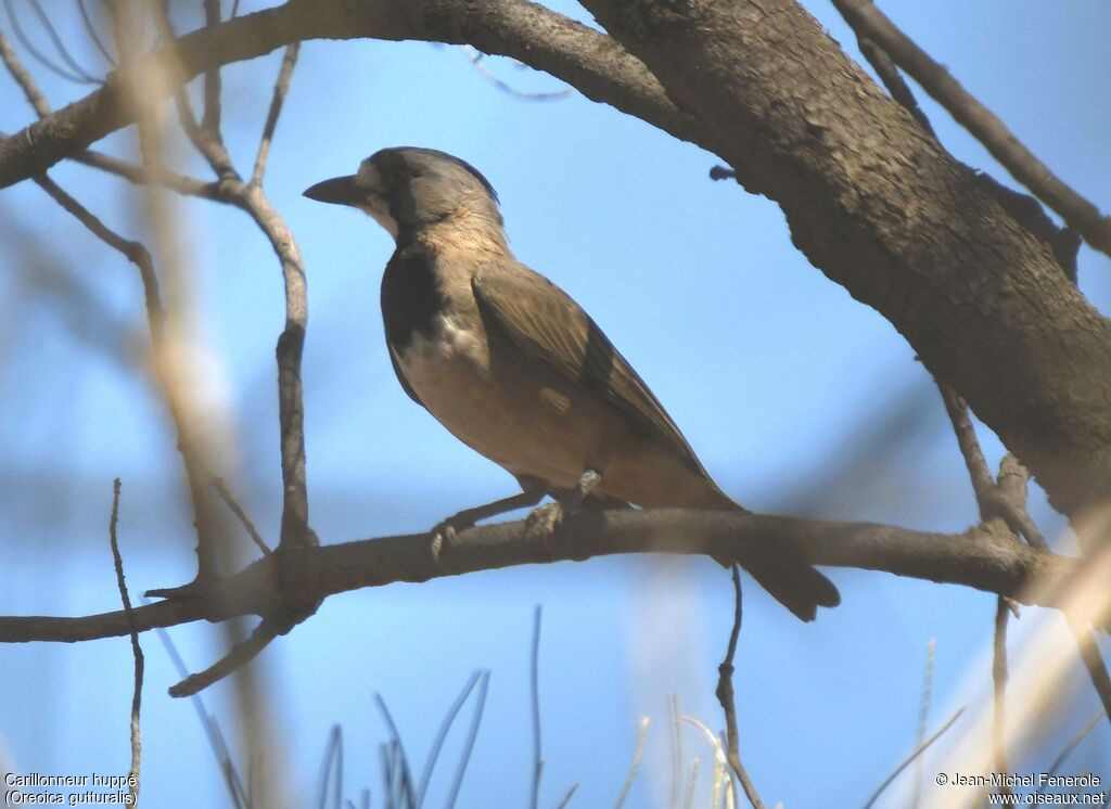 Crested Bellbird