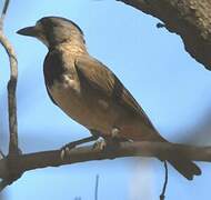 Crested Bellbird