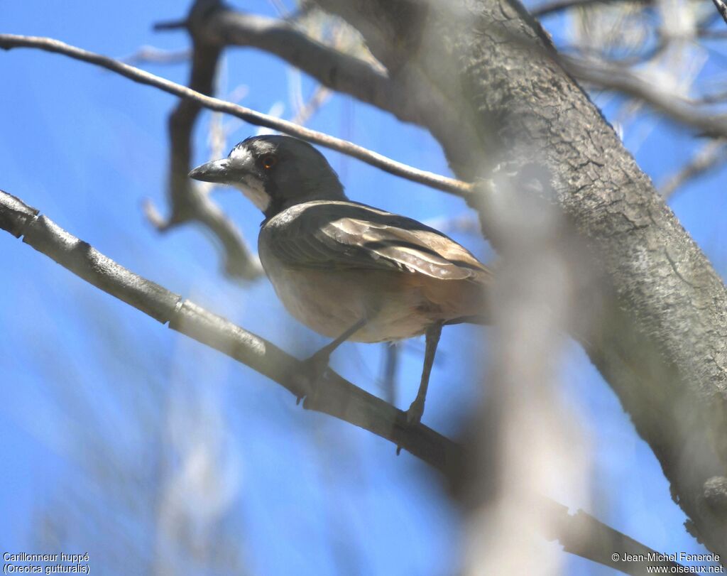 Crested Bellbird