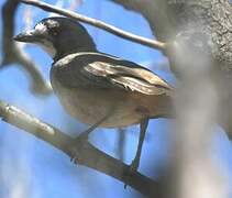 Crested Bellbird