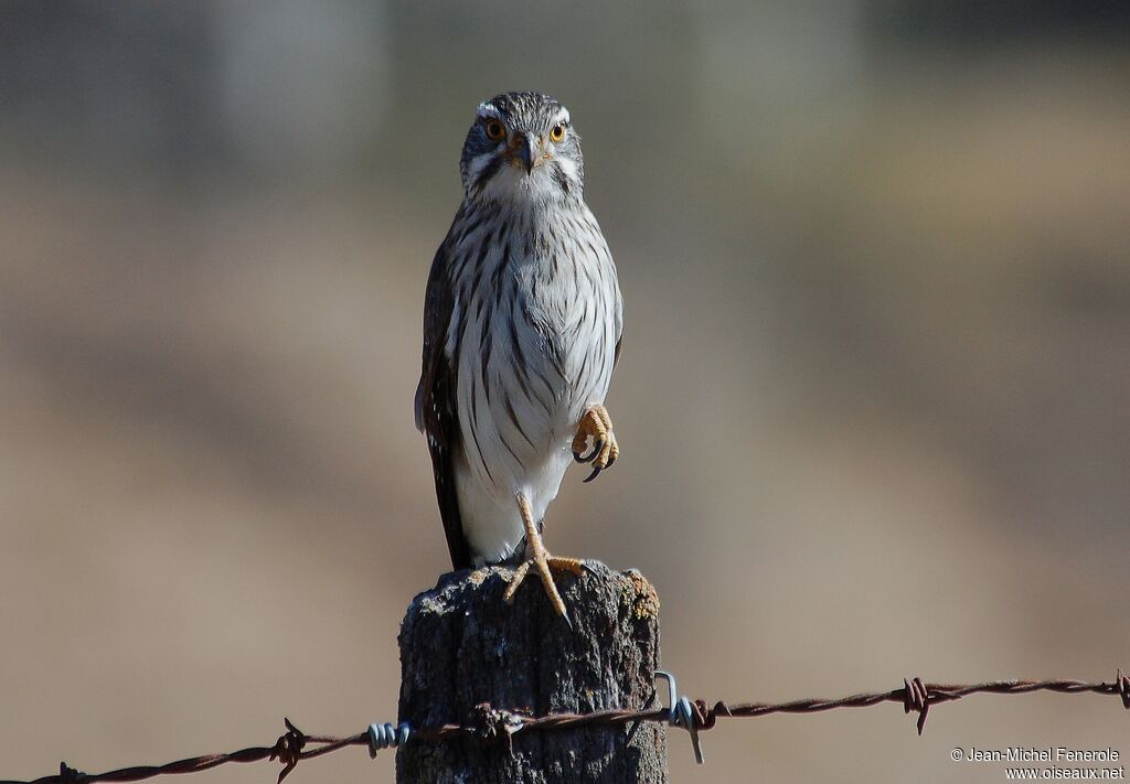 Spot-winged Falconet