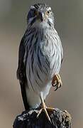 Spot-winged Falconet