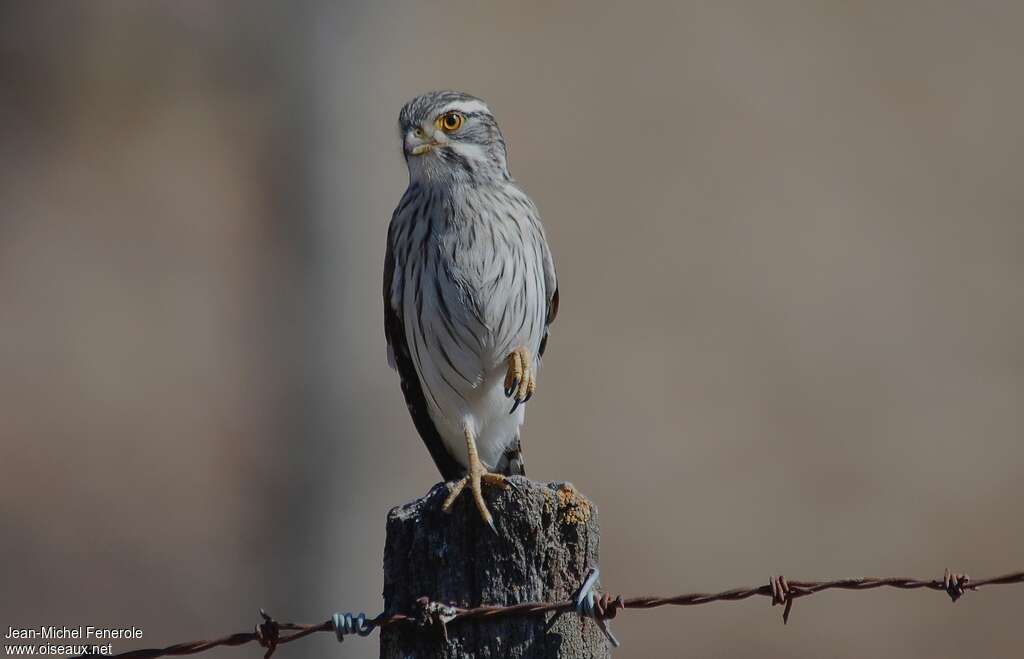 Spot-winged Falconet, close-up portrait