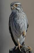 Spot-winged Falconet