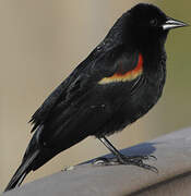 Red-winged Blackbird