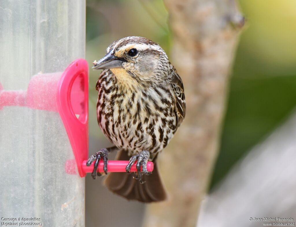 Red-winged Blackbird female