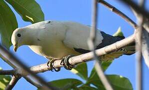 Torresian Imperial Pigeon