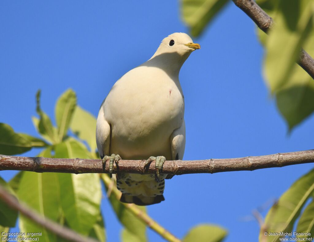 Torresian Imperial Pigeon