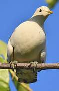 Torresian Imperial Pigeon