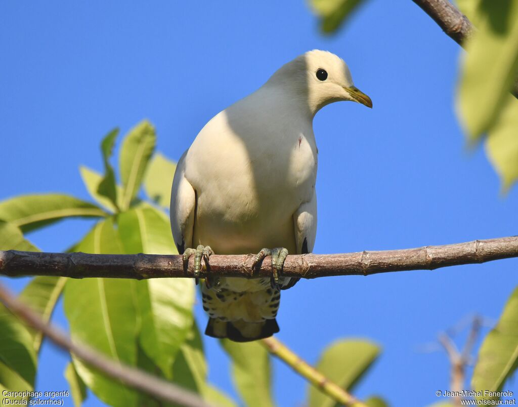 Torresian Imperial Pigeon