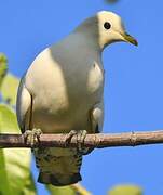 Torresian Imperial Pigeon