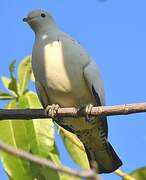 Torresian Imperial Pigeon