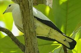 Pied Imperial Pigeon