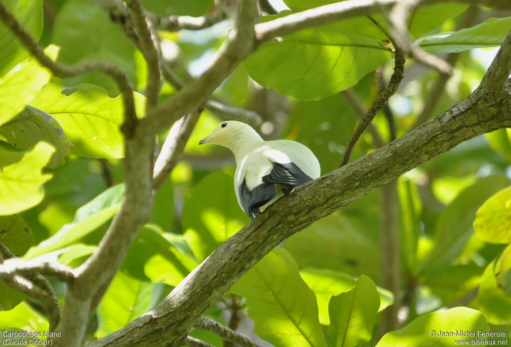 Pied Imperial Pigeon