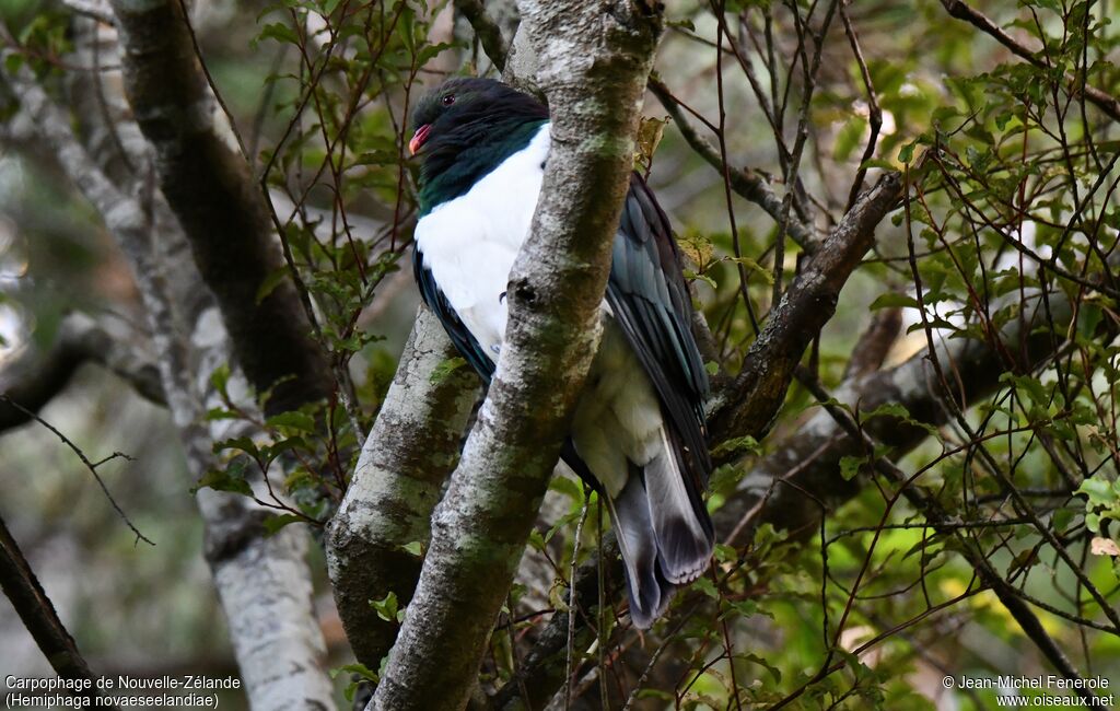 New Zealand Pigeon