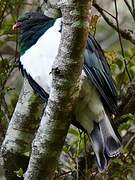 New Zealand Pigeon