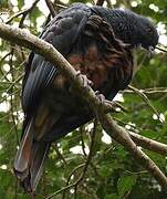 Goliath Imperial Pigeon