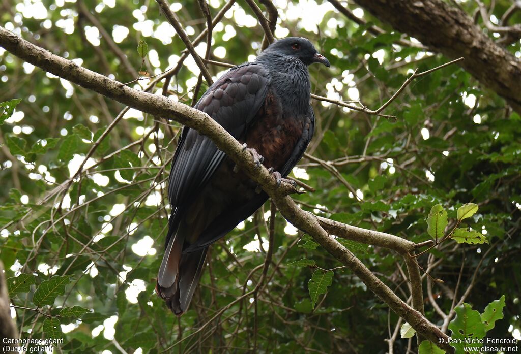 Goliath Imperial Pigeon