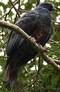 Goliath Imperial Pigeon