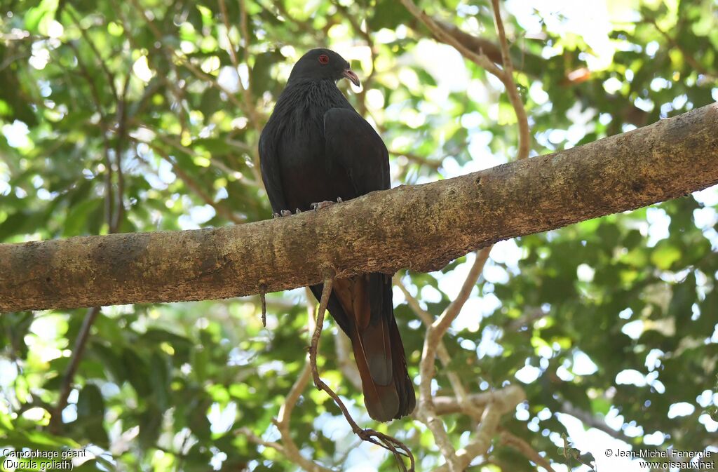 Goliath Imperial Pigeon