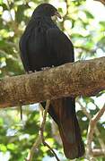 Goliath Imperial Pigeon