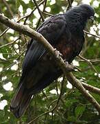 Goliath Imperial Pigeon