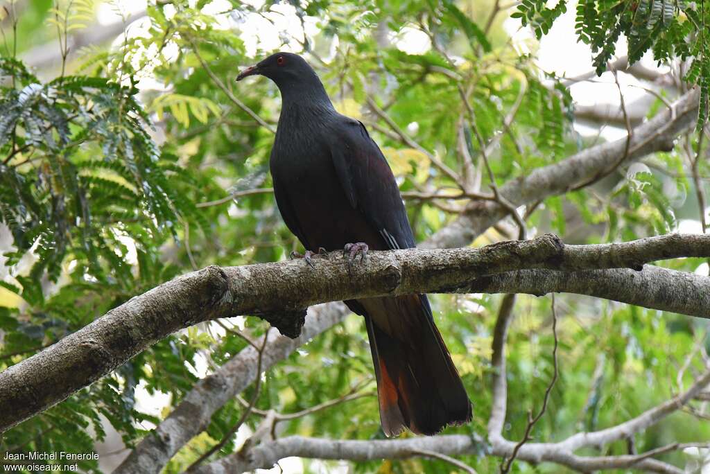 Goliath Imperial Pigeonadult, identification