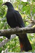 Goliath Imperial Pigeon