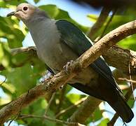 Green Imperial Pigeon